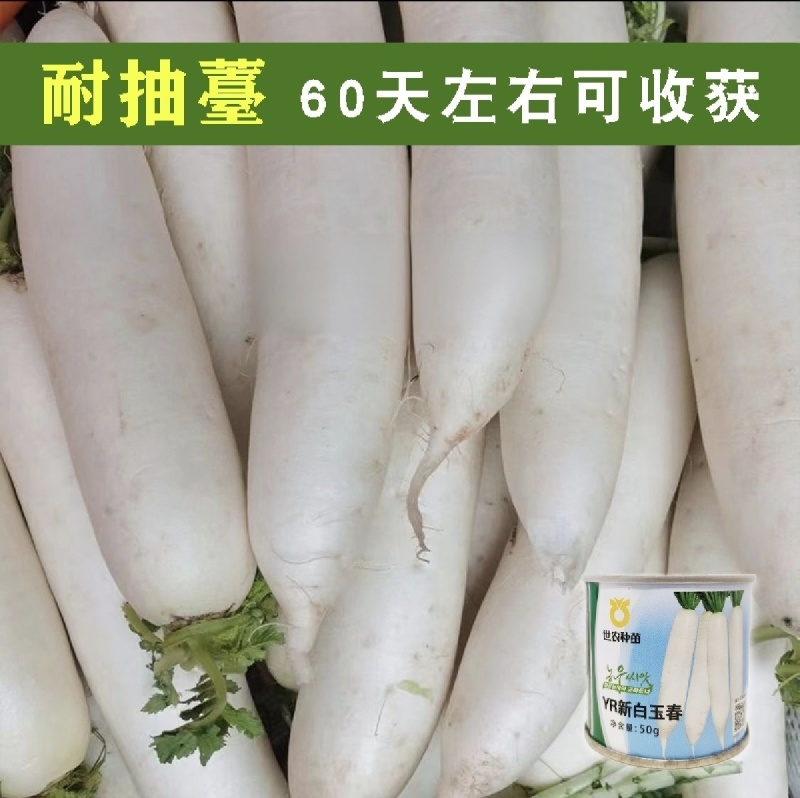 世农YR新白玉春花叶白萝卜