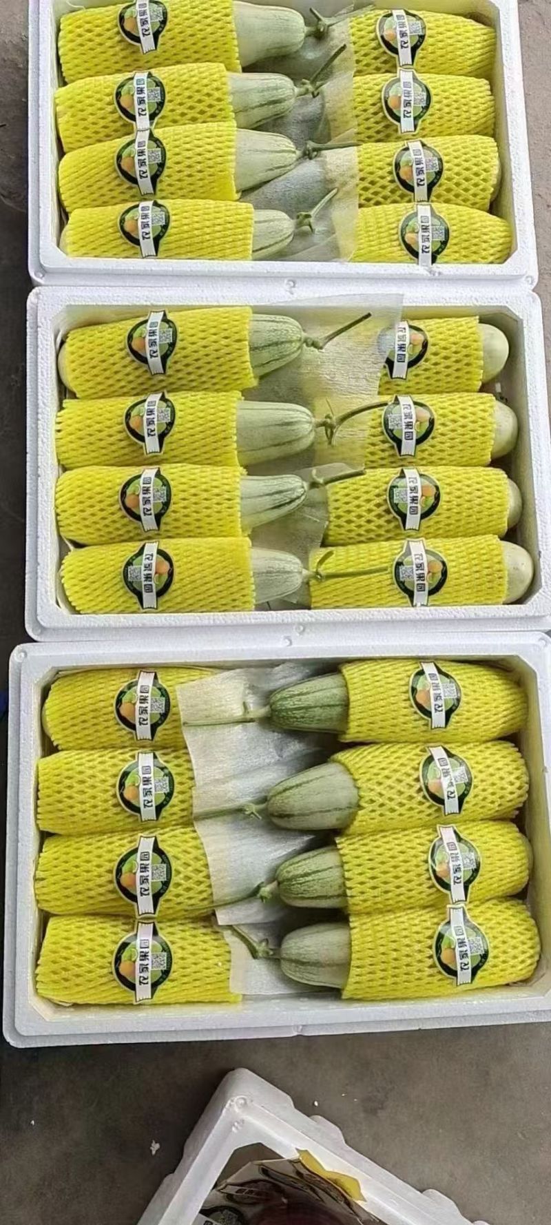 精品博洋61甜瓜博洋甜瓜大量上市品质保证一手货源