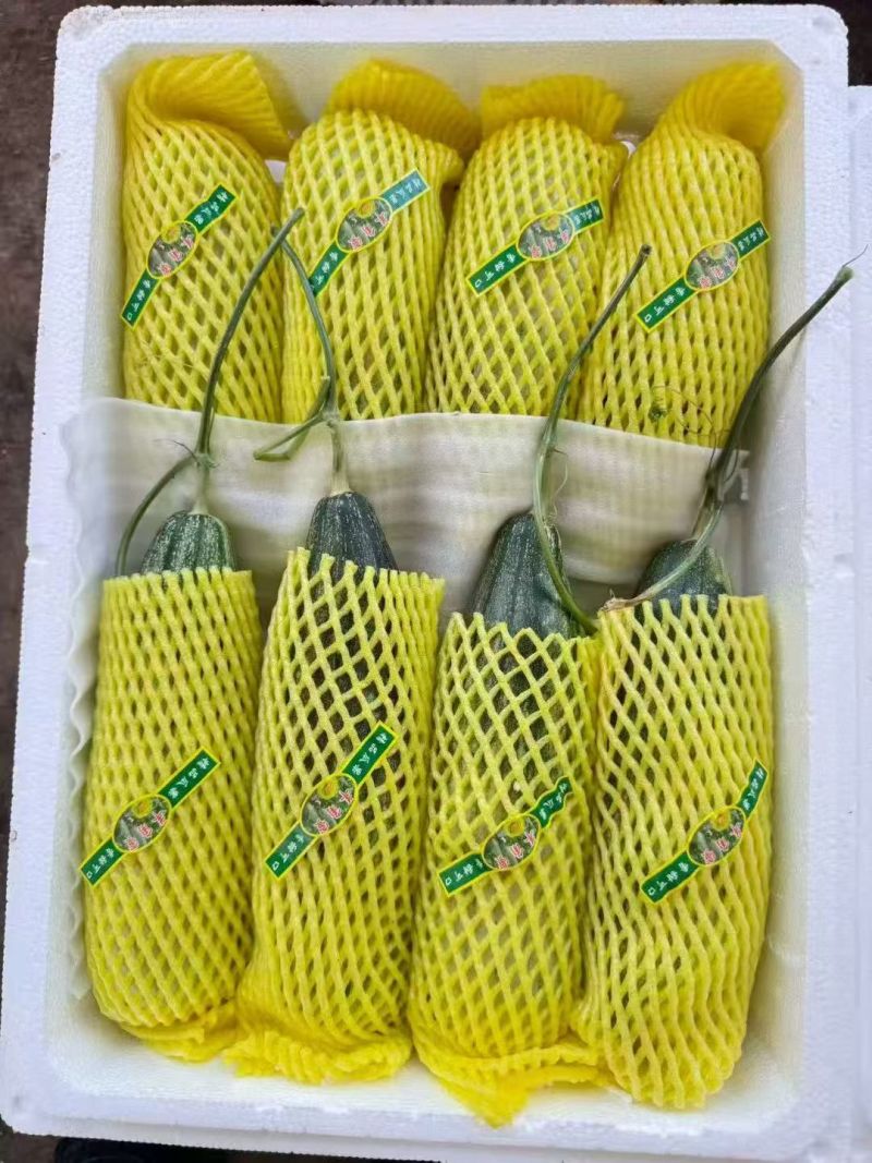精品博洋61甜瓜博洋甜瓜大量上市品质保证一手货源