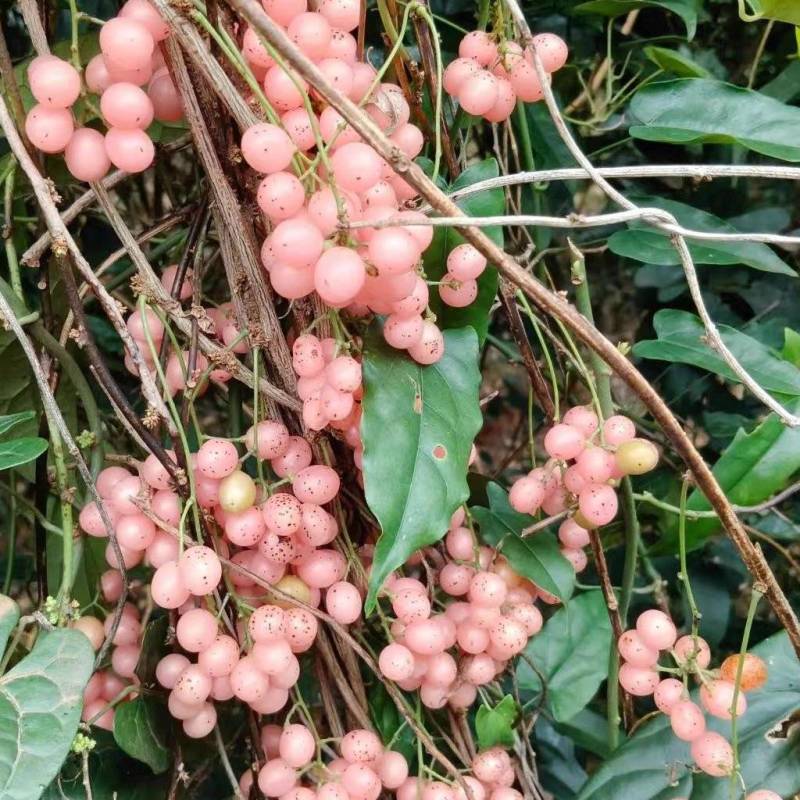 金果榄小苗地苦胆小苗