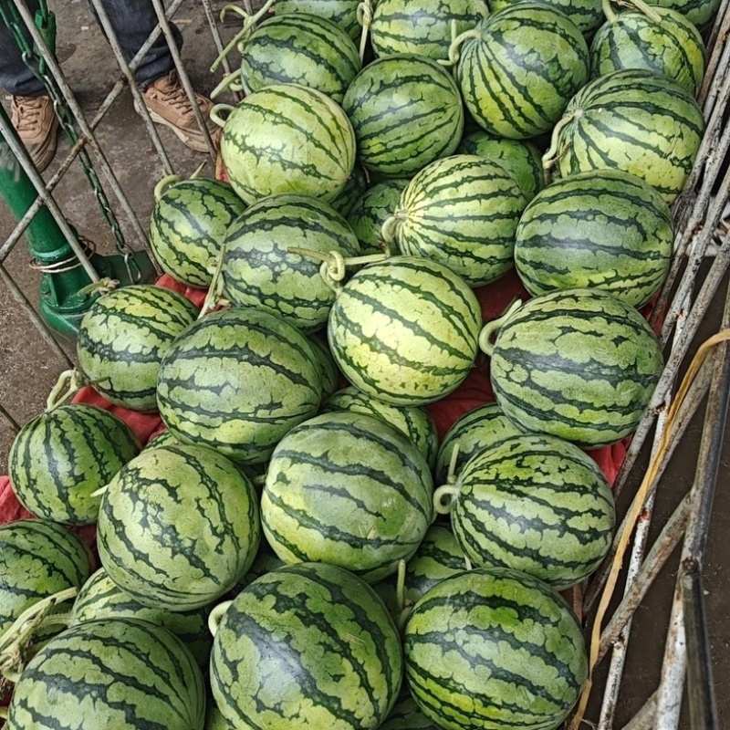 河南安阳美都西瓜/产区直发/货源充足/欢迎采买