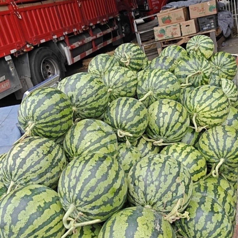 河南安阳美都西瓜/产区直发/货源充足/欢迎采买