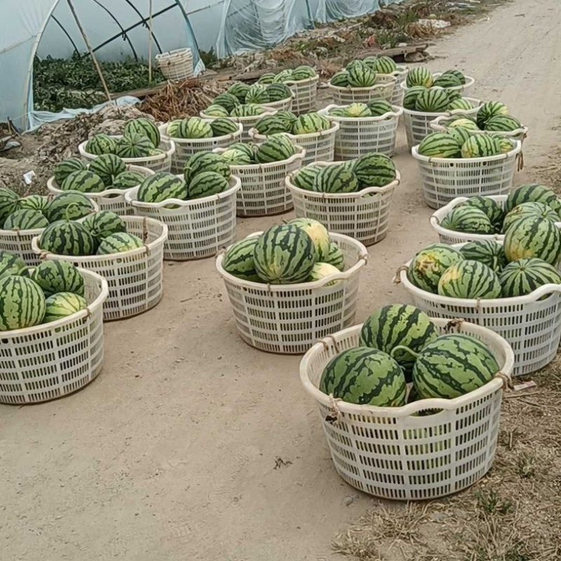 河南安阳美都西瓜/产区直发/货源充足/欢迎采买