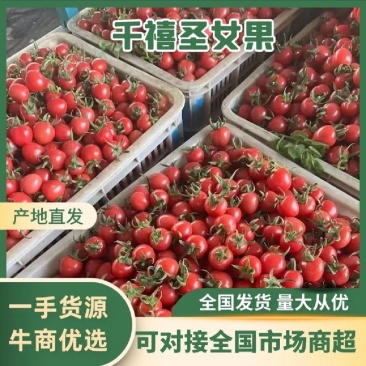 [广西百色千禧12糖]一手货源大量供应诚信经营