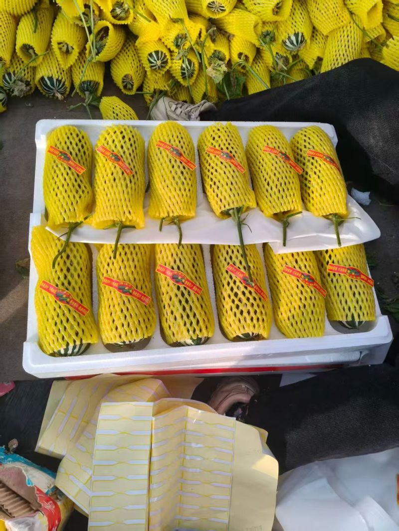 山东精品博洋9甜瓜大量上市品质保证量大从优