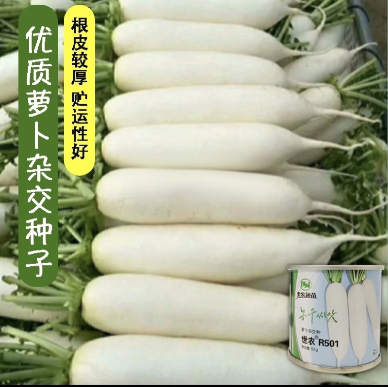 世农R501板叶白萝卜种子