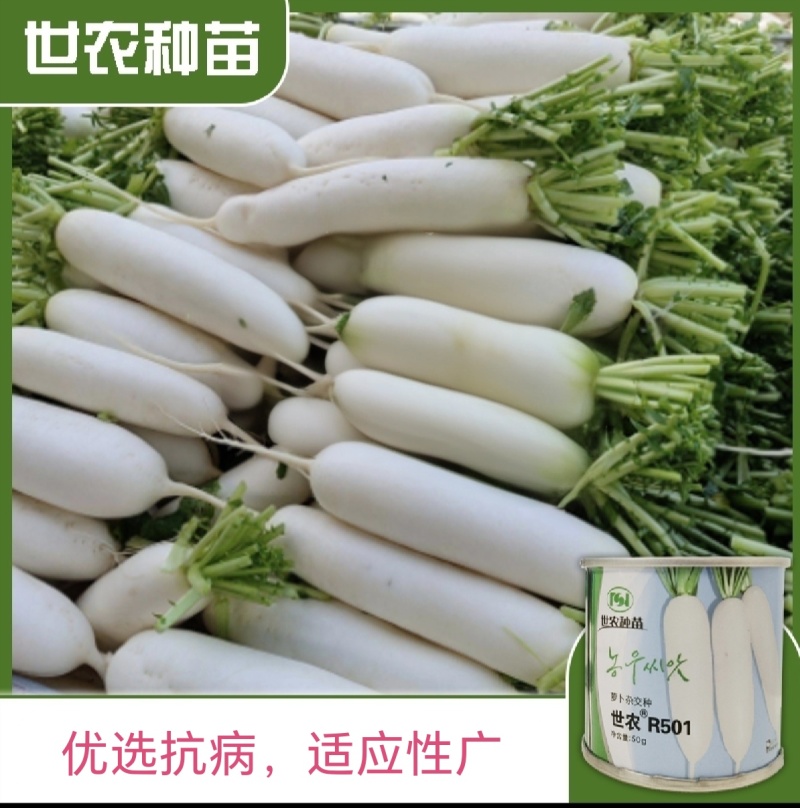 世农R501板叶白萝卜种子