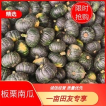 【板栗南瓜】广西精品板栗南瓜上市对接全国加工厂市场