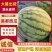 河南安阳美都西瓜/产区直发/货源充足/欢迎采买