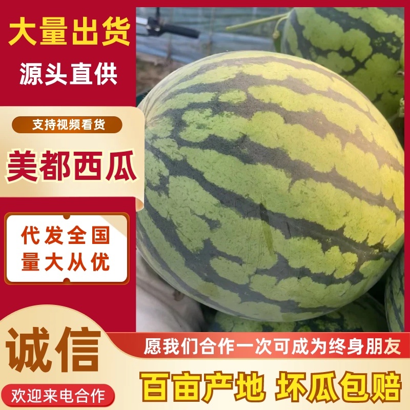 河南安阳美都西瓜/产区直发/货源充足/欢迎采买