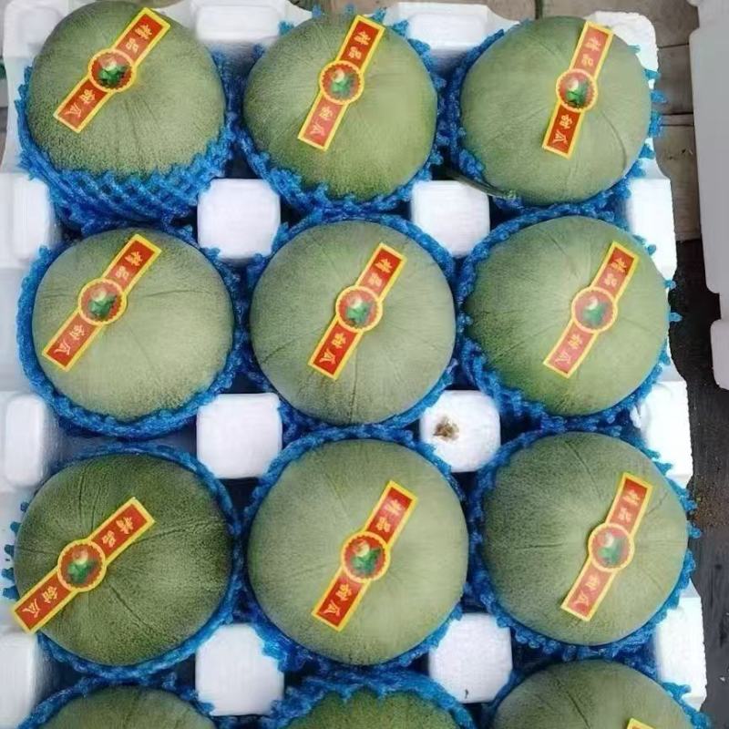 山东精品绿宝甜瓜大量上市品质保证一手货源量大从优