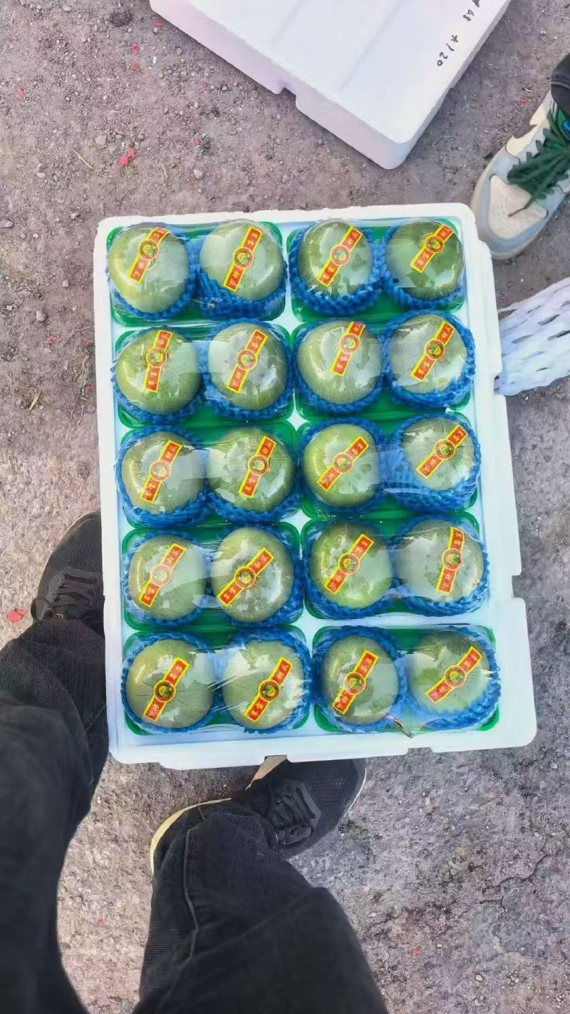山东精品绿宝甜瓜大量上市品质保证一手货源量大从优