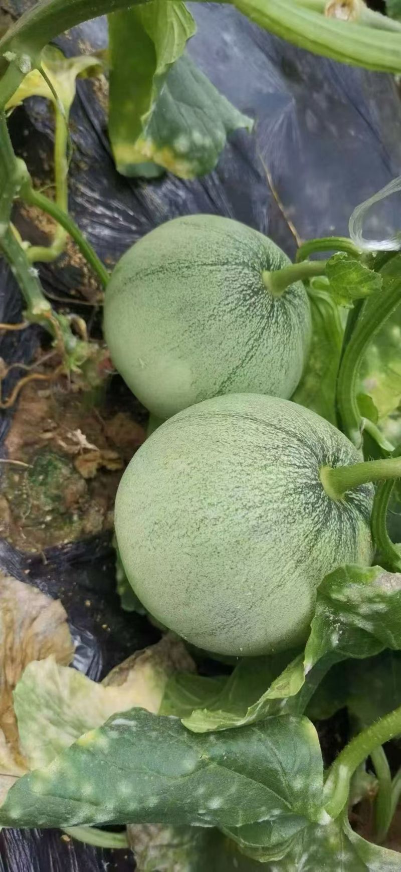 山东精品绿宝甜瓜大量上市品质保证一手货源量大从优