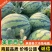 美都西瓜/河南产区直发/货源充足/欢迎订购