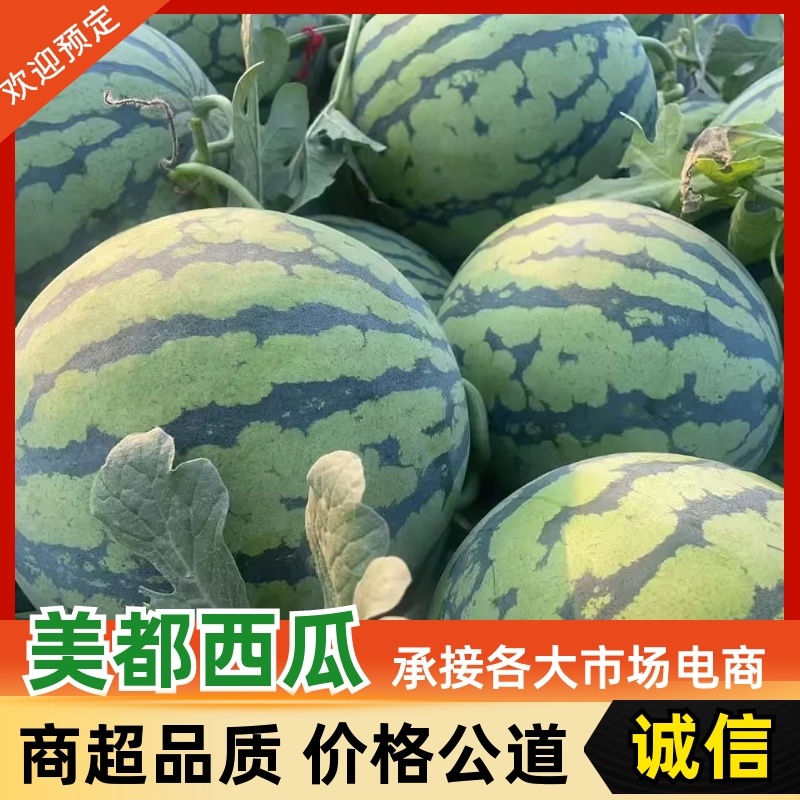 美都西瓜/河南产区直发/货源充足/欢迎订购