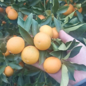 广西脆皮金桔，甜度高，颜色好，果面靓，汁水足