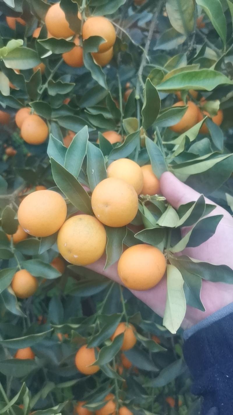 广西脆皮金桔，甜度高，颜色好，果面靓，汁水足