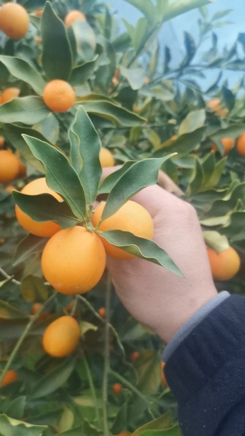 广西脆皮金桔，甜度高，颜色好，果面靓，汁水足