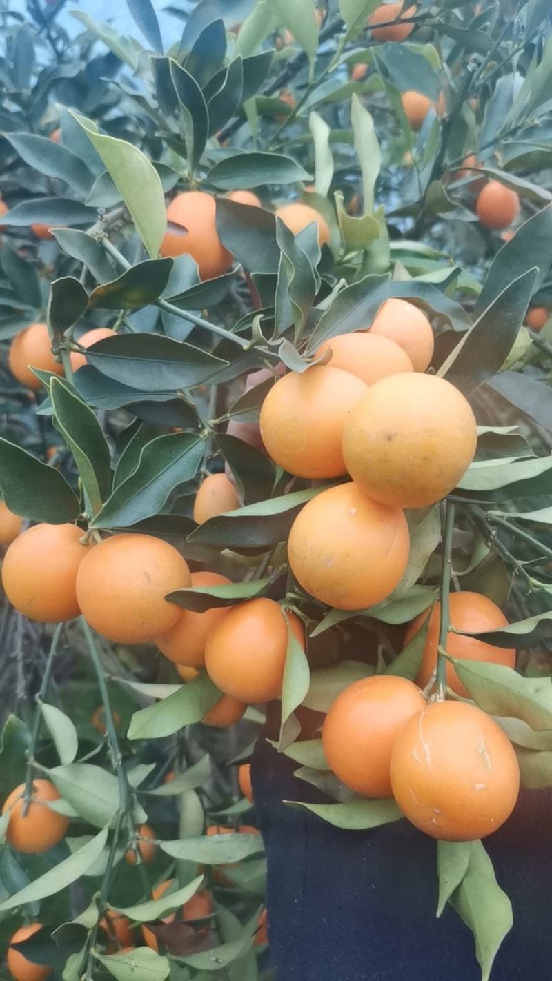 广西脆皮金桔，甜度高，颜色好，果面靓，汁水足