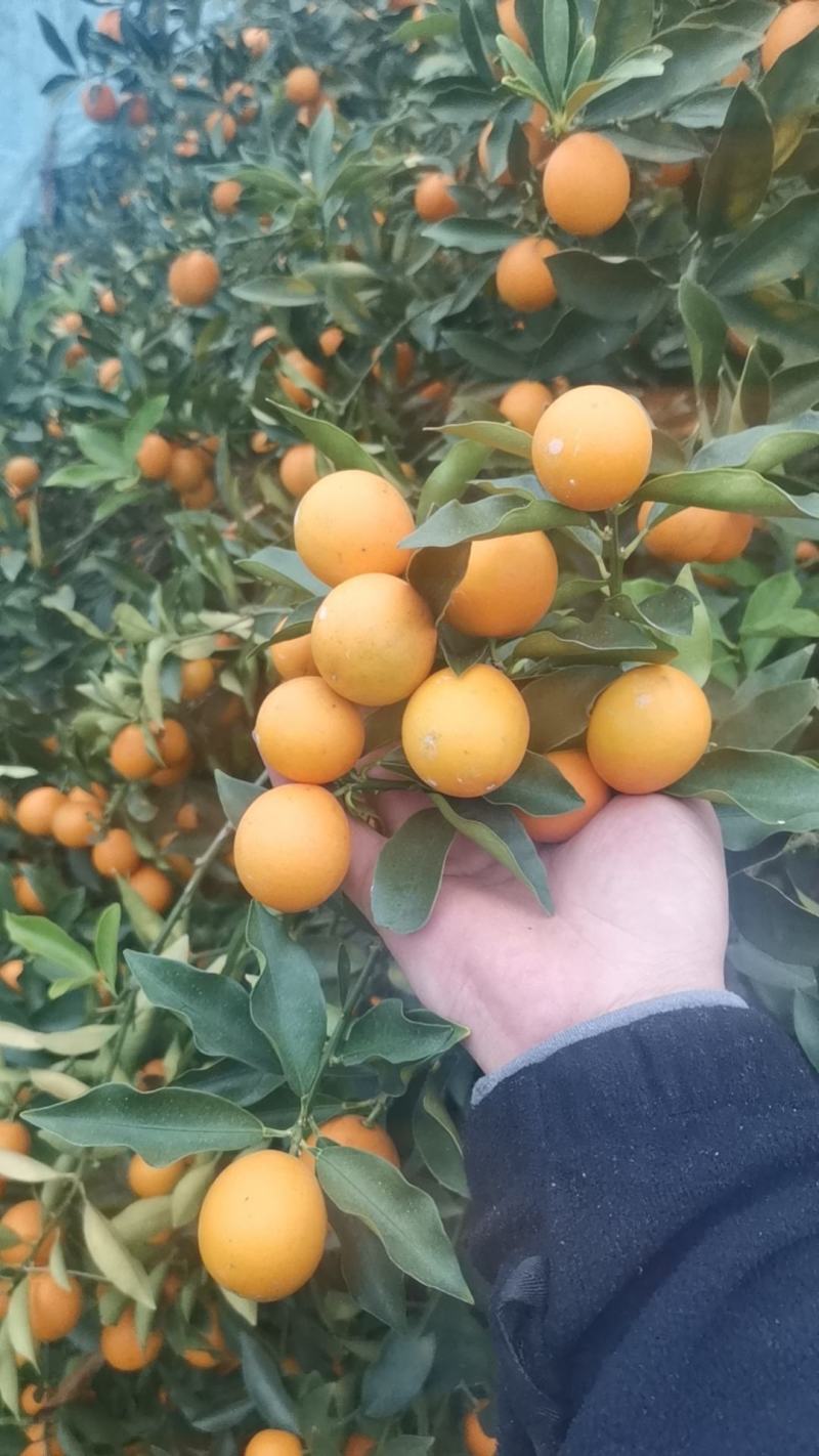 广西脆皮金桔，甜度高，颜色好，果面靓，汁水足