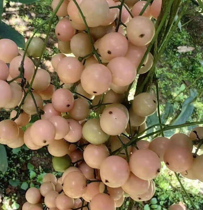 金果榄小苗地苦胆小苗