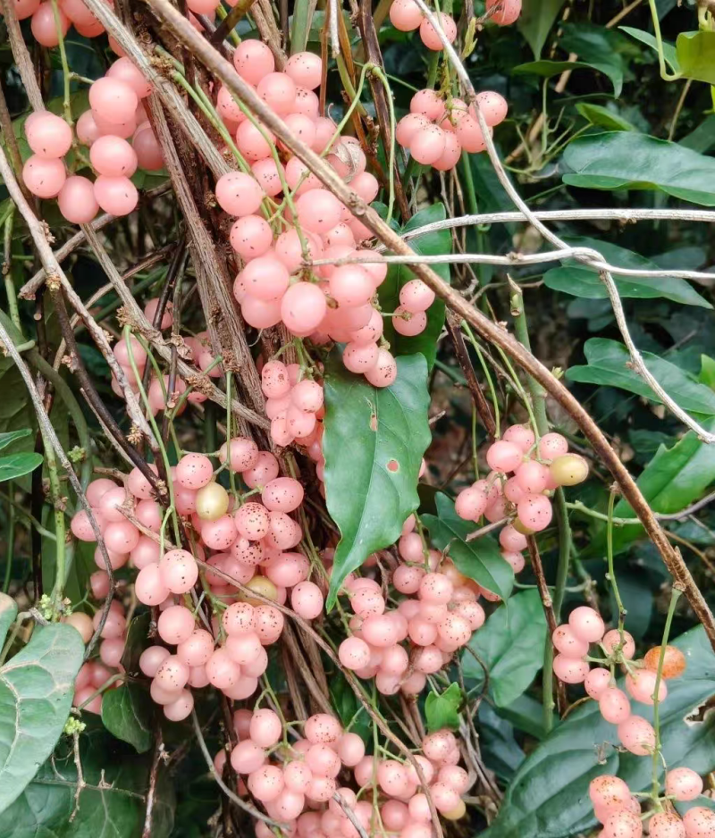 金果榄小苗地苦胆小苗