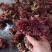 香椿芽