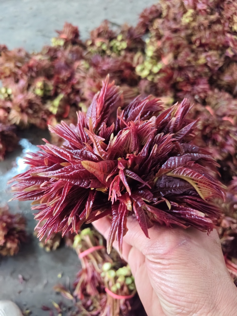 香椿芽