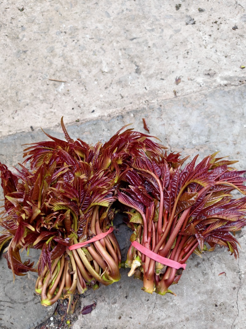 香椿芽
