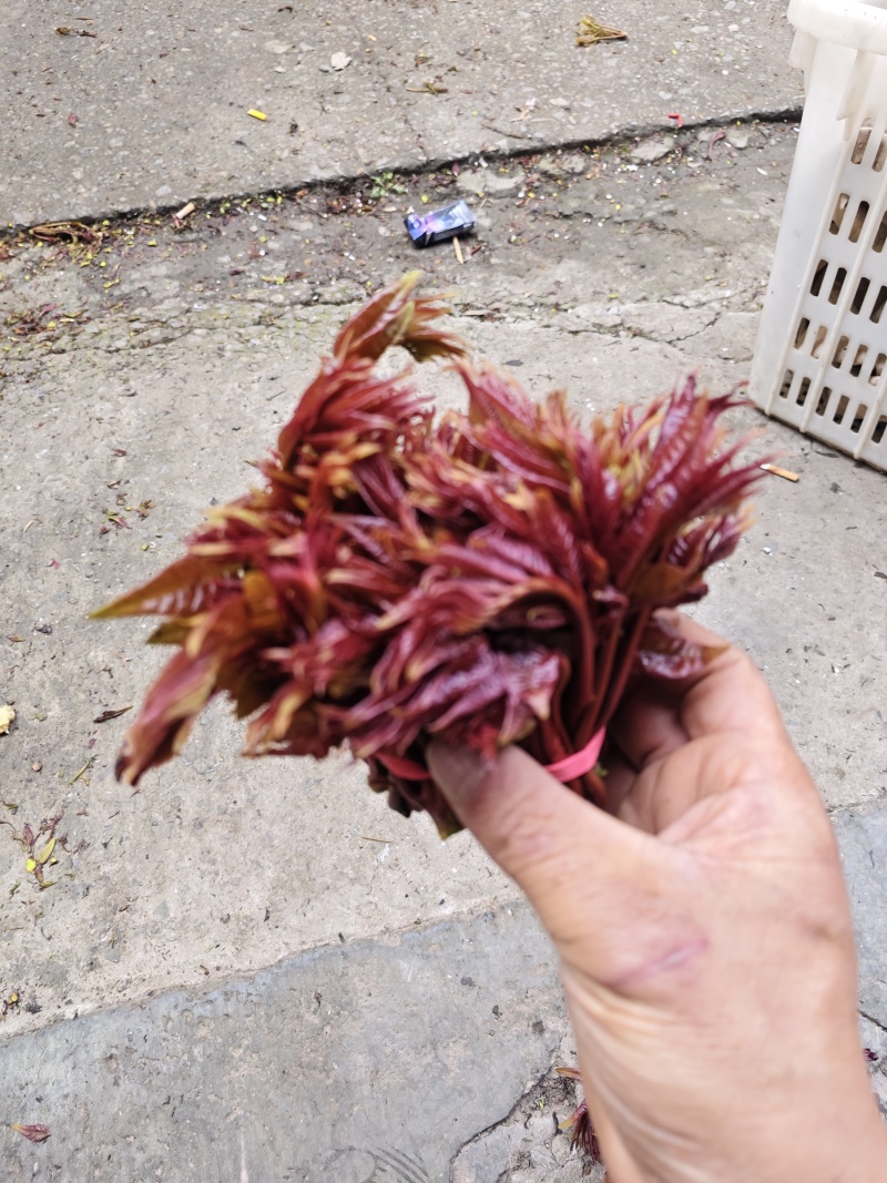 香椿芽