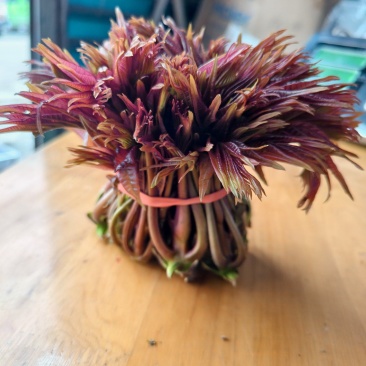 香椿芽
