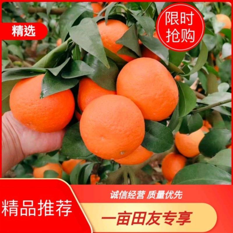 广西精品沃柑现摘现发品质保证供应市场商超