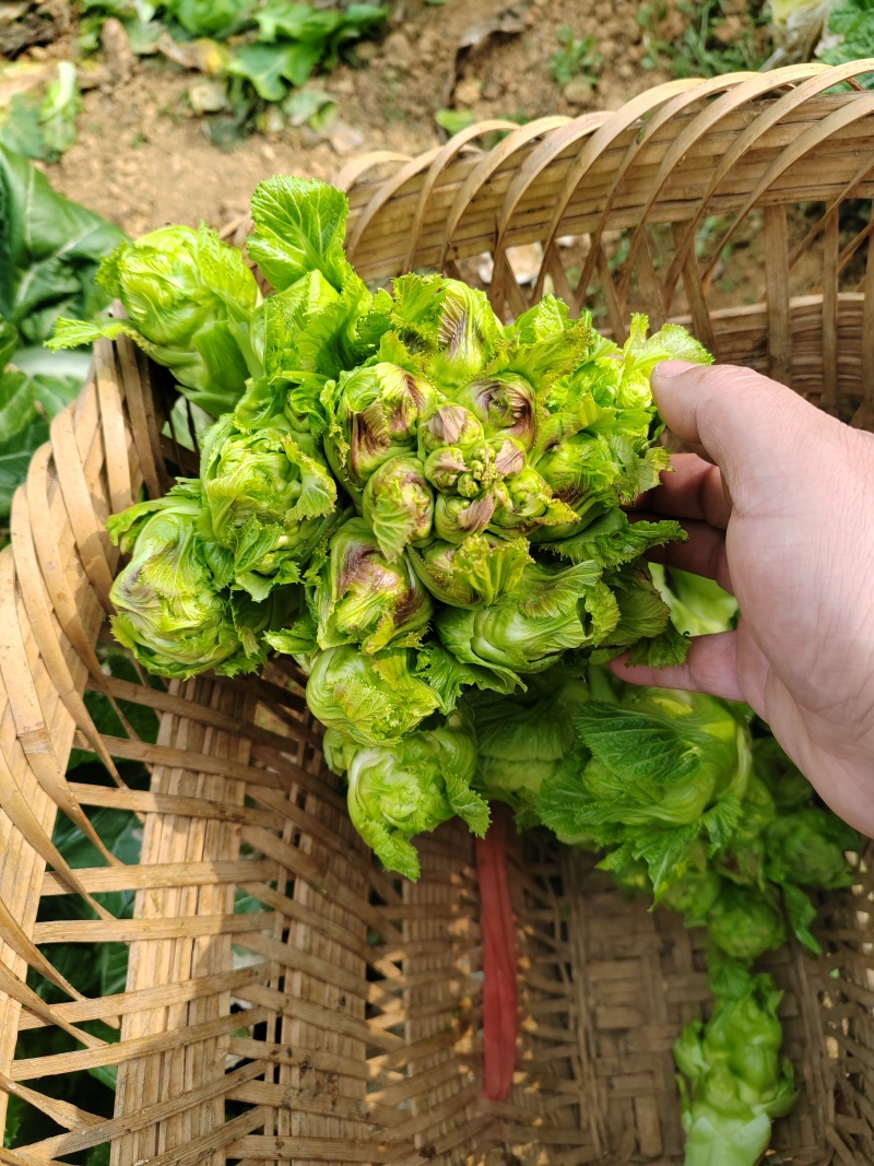 儿菜