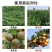 中亩硅根宝含硅水溶肥料壮茎秆抗倒伏抗病抗虫抗逆防裂果