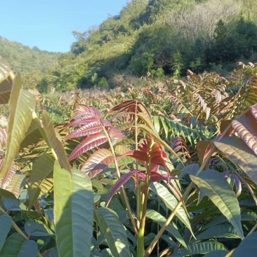 红油香椿