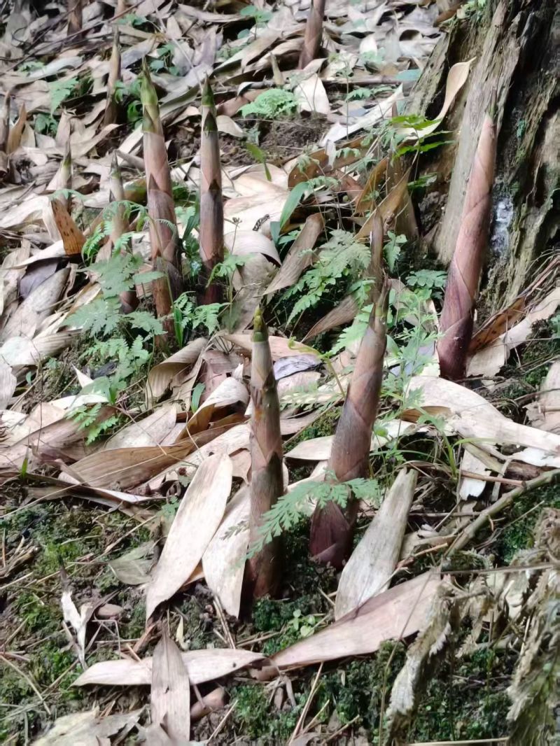 广西桂林龙胜高山摆竹笋，清香，脆甜