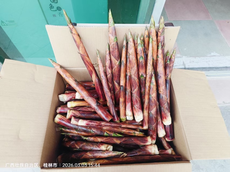 广西桂林龙胜高山摆竹笋，清香，脆甜