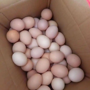 新鲜正宗土鸡蛋30枚一箱