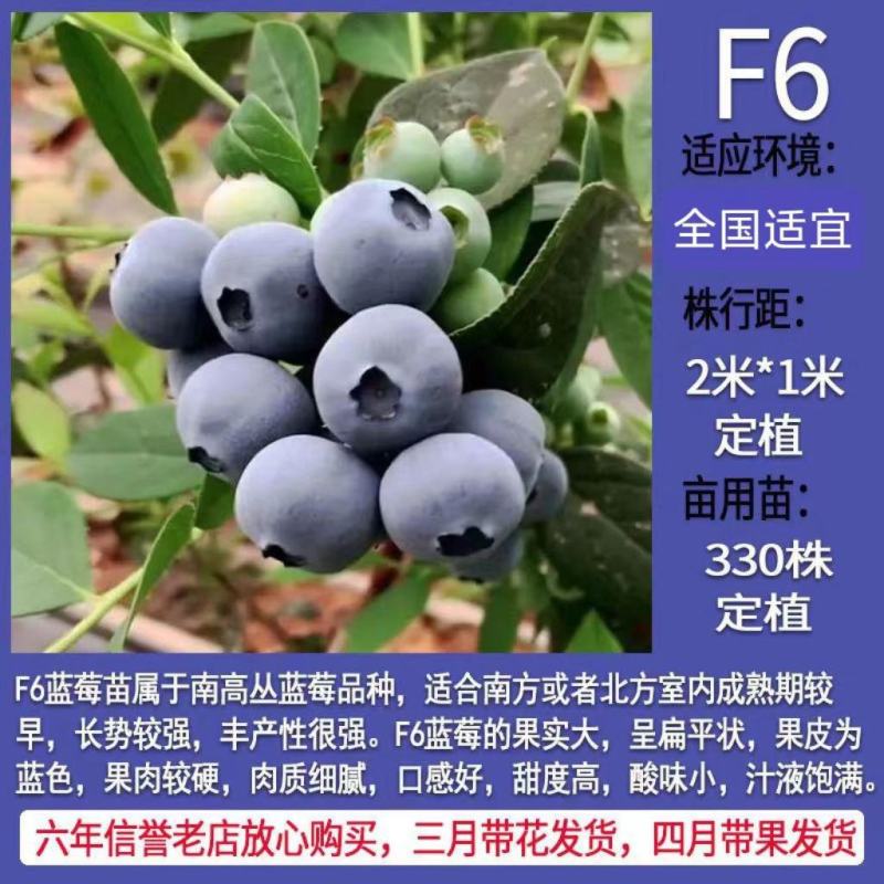 蓝莓树果苗盆栽地栽南北方种植当年结果阳台盆栽树苗