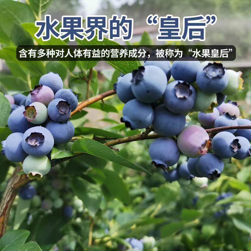 蓝莓树果苗盆栽地栽南北方种植当年结果阳台盆栽树苗
