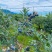 蓝莓树果苗盆栽地栽南北方种植当年结果阳台盆栽树苗