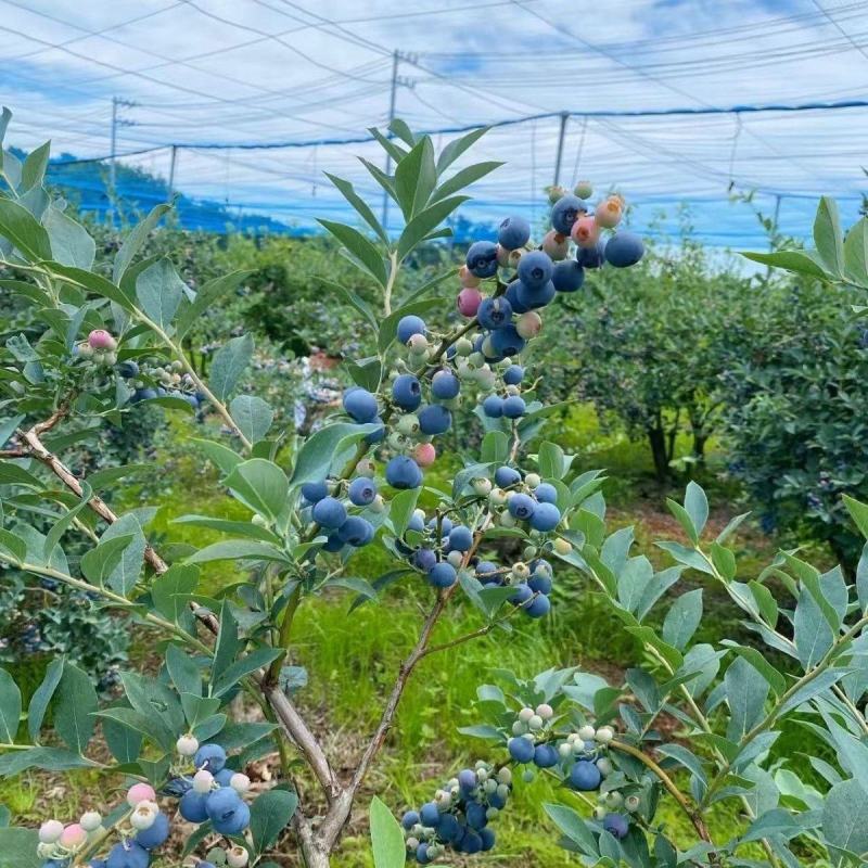 蓝莓树果苗盆栽地栽南北方种植当年结果阳台盆栽树苗