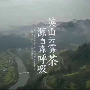 英山云雾茶/春茶，新茶上市/保质保量/来电有优惠