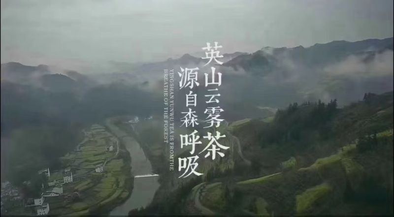 英山云雾茶/春茶，新茶上市/保质保量/来电有优惠