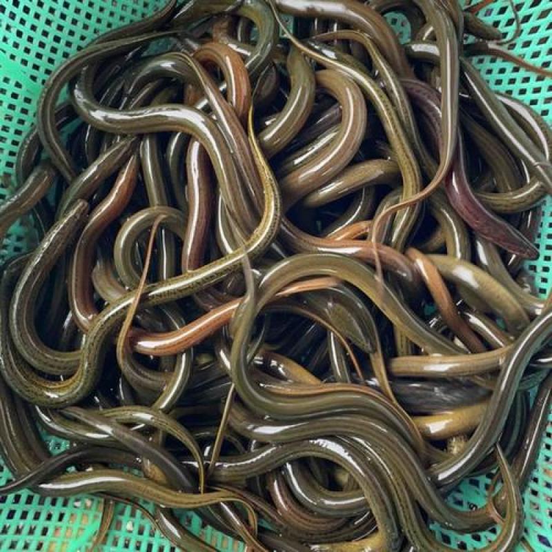 各种3一15公分草鱼苗品质好，成活率高的草鱼苗