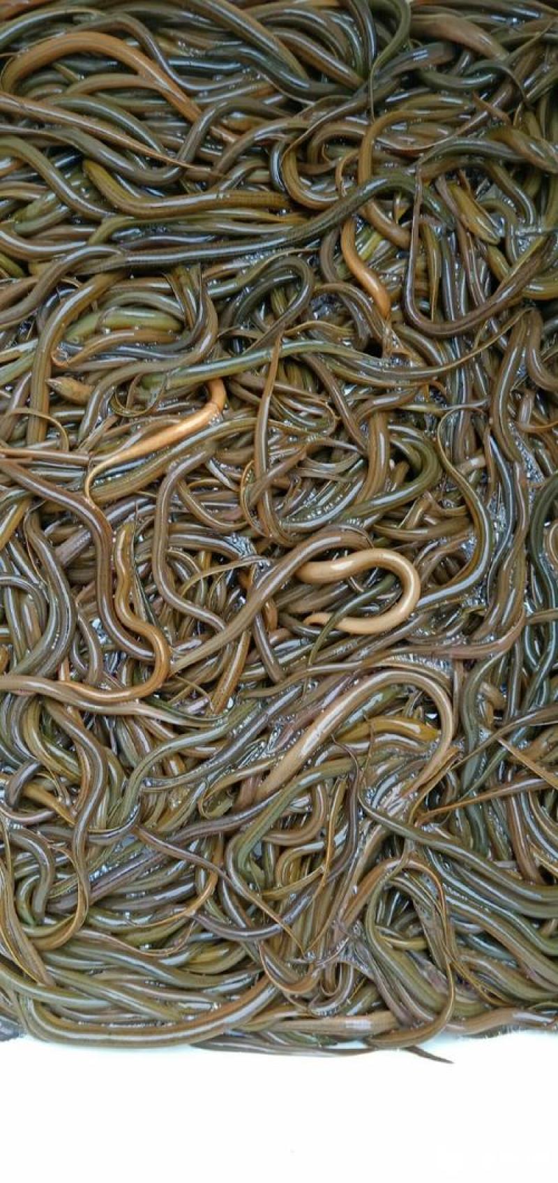 各种3一15公分草鱼苗品质好，成活率高的草鱼苗