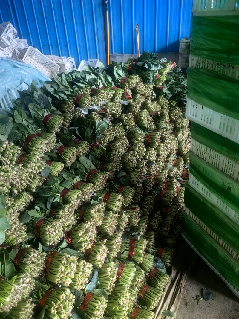 大叶菠菜20~25厘米