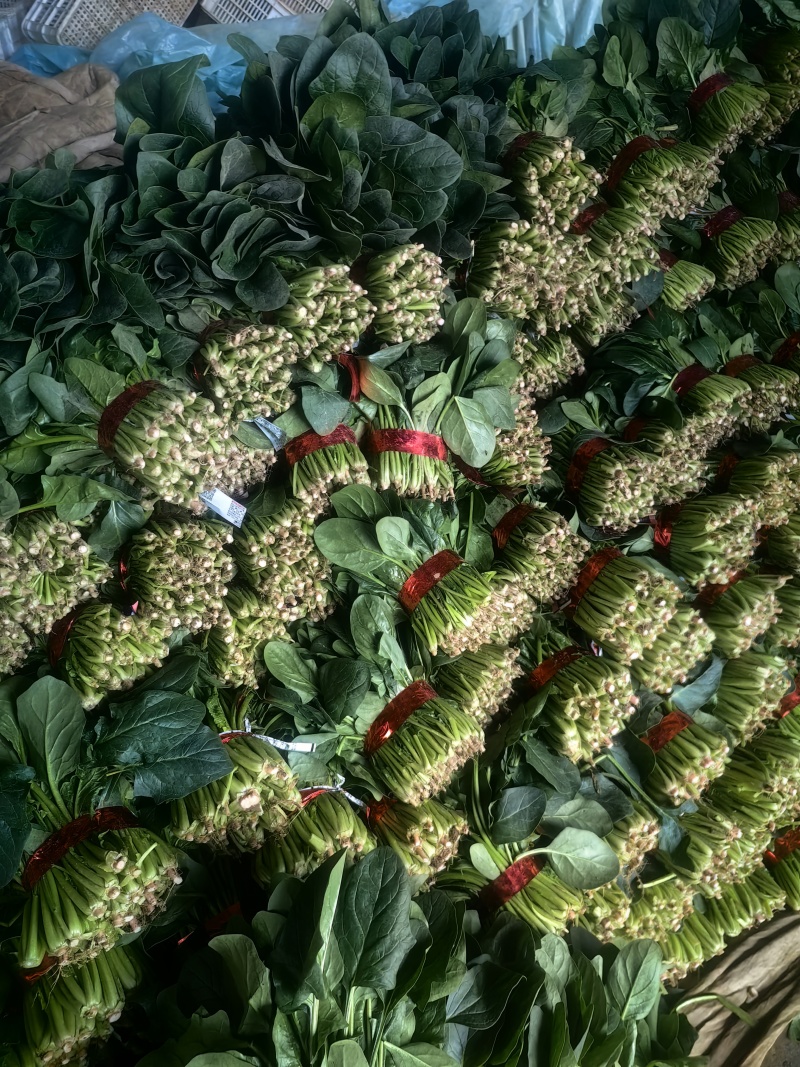 大叶菠菜20~25厘米