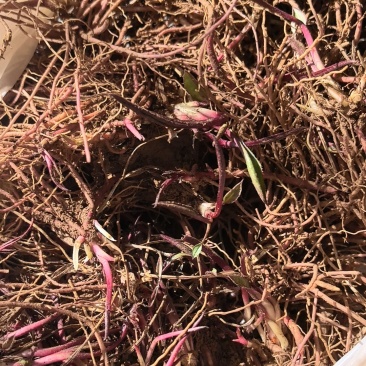紫菀芽子