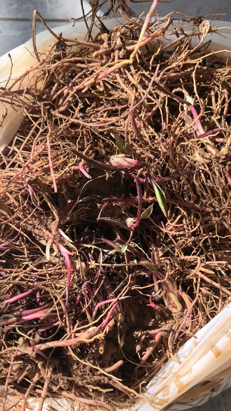 紫菀芽子